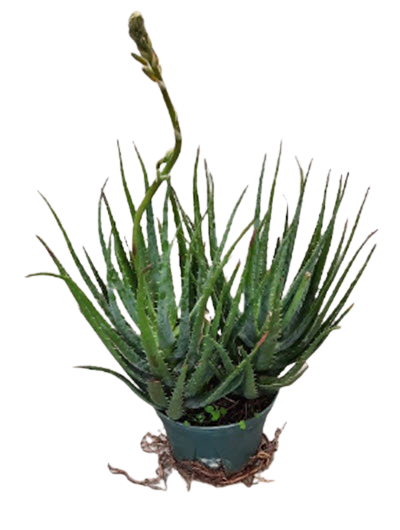 Blue Elf Aloe